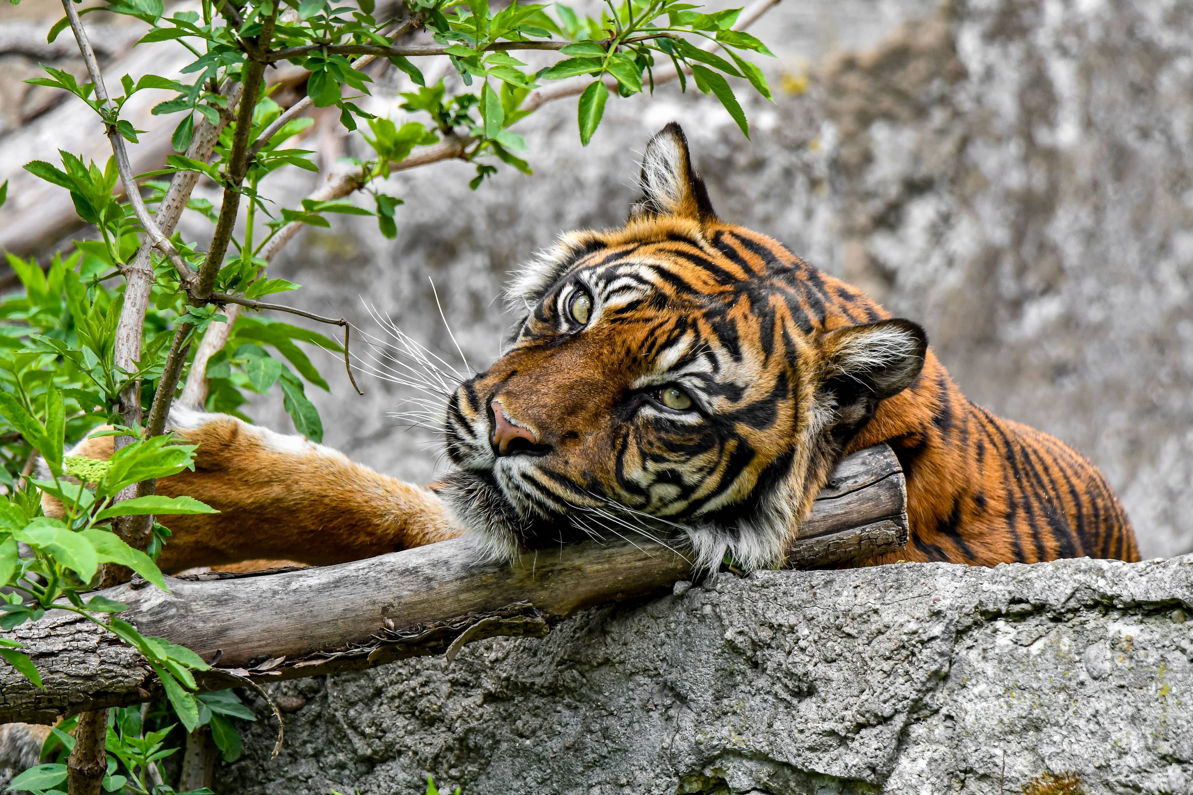 tygrys azjatycki